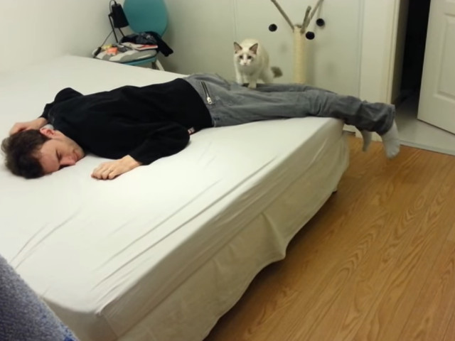 Reactia adorabila a unei pisici