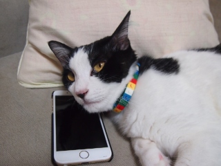 Verifici telefonul in toiul noptii