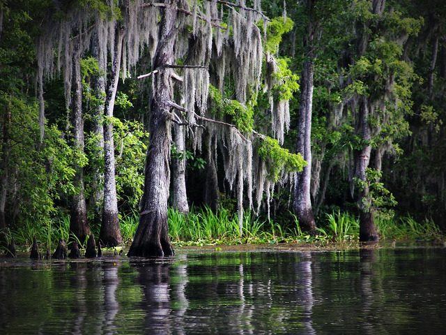 New Orleans si Louisiana Bayou - "Printesa si broscoiul"