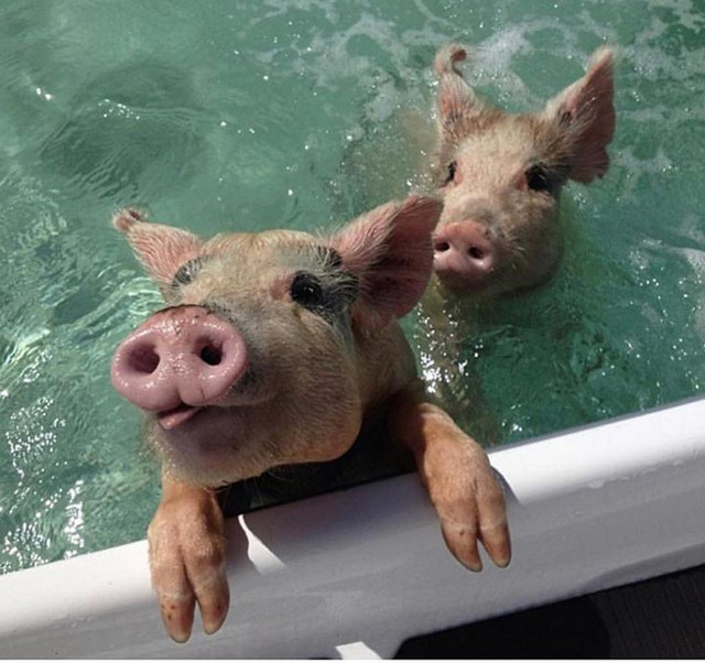 Si porcii adora sa inoate, mai ales intr-o zi caniculara