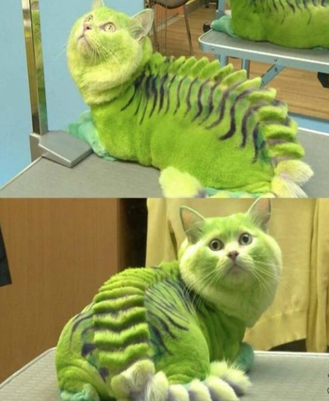 Cand imaginatia atinge cote maxime