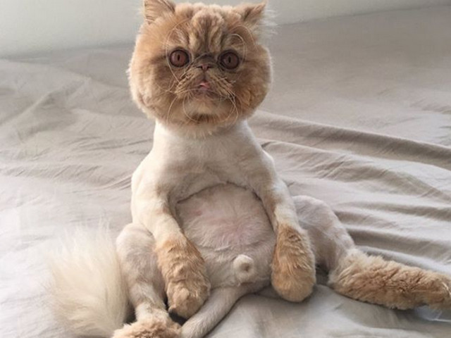 Pare ca s-a impacat cu ideea de a arata asa