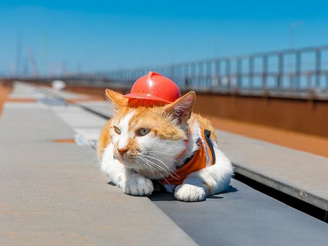 Casca de protectie pentru pisici