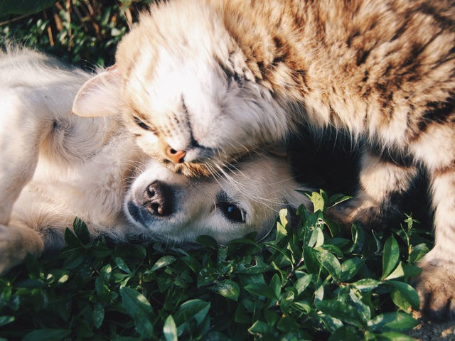 Evitarea sterilizarii din mila