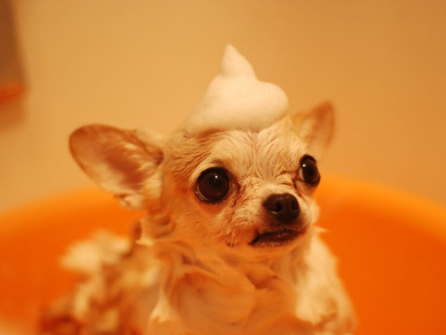 Spalatul necorespunzator al cainilor