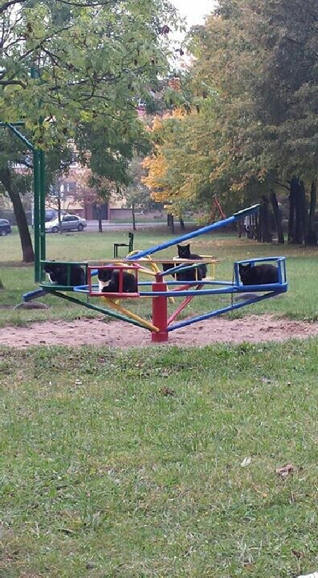 Descoperire in timpul unei plimbari prin parc