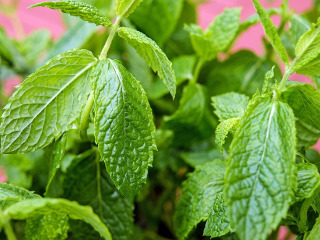 Se culeg plante de leac