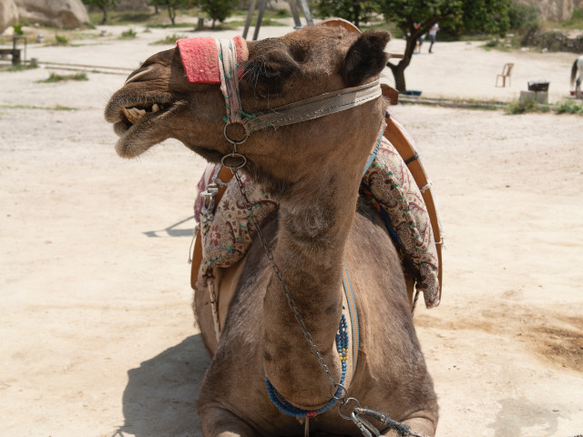 O camila care nu vrea sa stea la poza