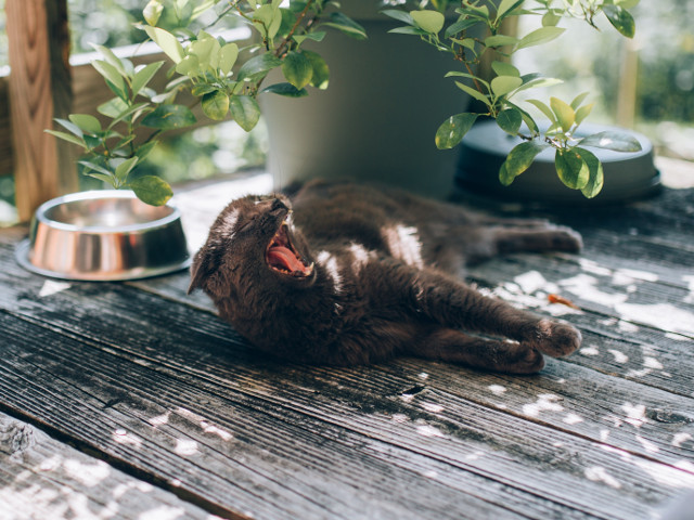 Se pare ca aceasta pisica are nevoie de odihna, nu de fotografii