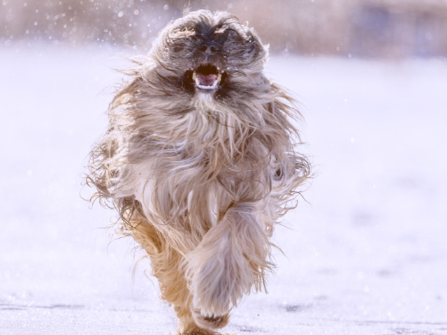 Un caine fericit, care stie sa se bucure de zapada