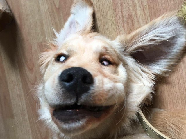 Cu siguranta nu este unul dintre cei mai fotogenici caini din rasa Golden Retriever