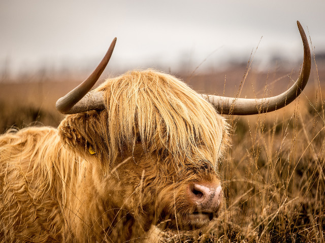 Imaginea vorbeste de la sine