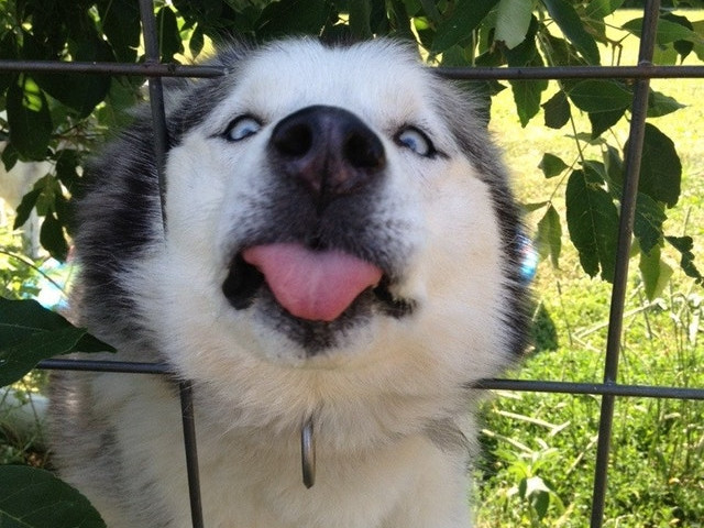 Un alta Husky care nu a fost surprins in ipostaza cea mai fericita