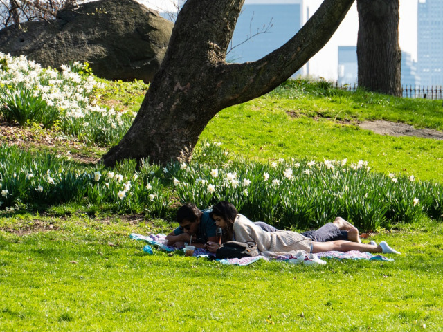 Citeste la umbra unui copac