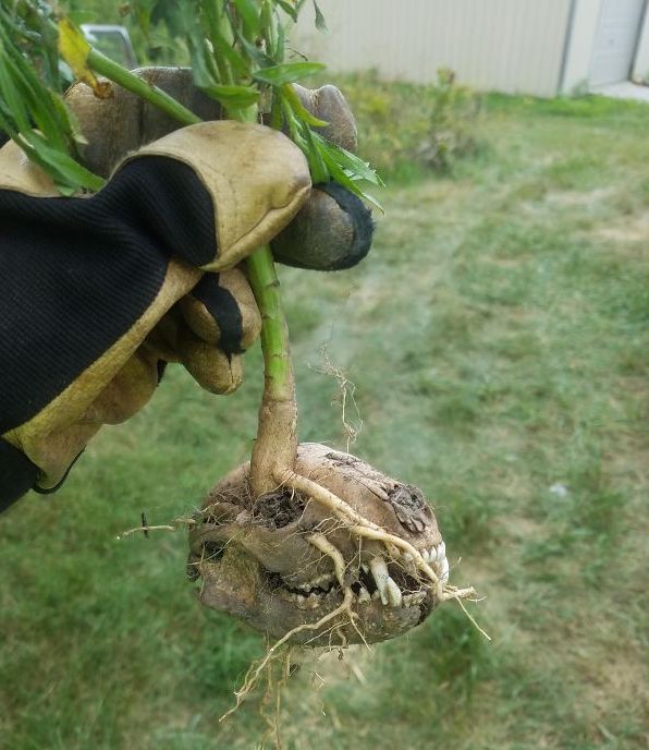 Radacina unei plante s-a dezvoltat intr-un craniu