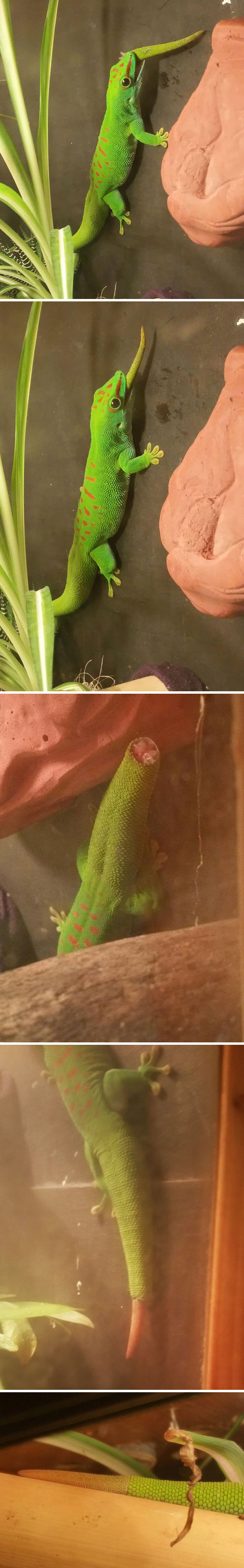 O soparla si-a mancat singura coada