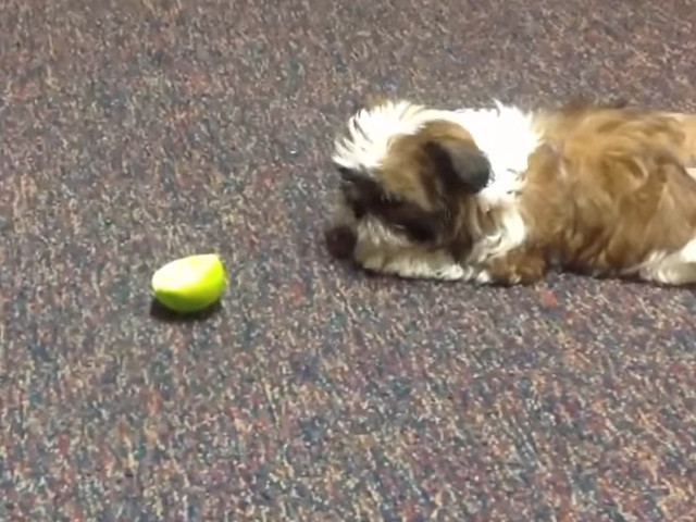 Alte reactii haioase