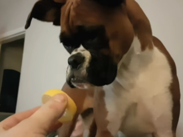 Un boxer incercand pentru prima oara lamaia