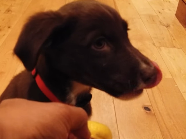 Un caine care pare interesat de acest gust