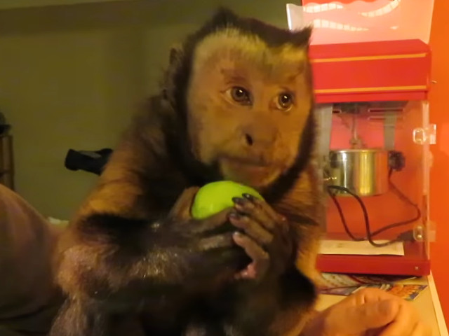 Reactie adorabila a maimutelor