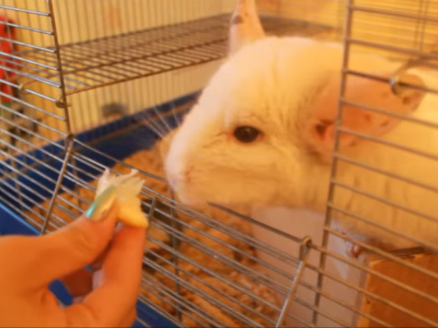 Reactia unei chinchille