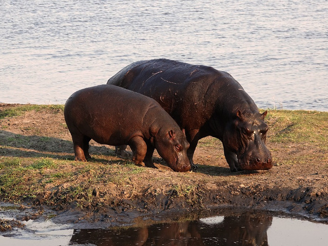 Hipopotamul