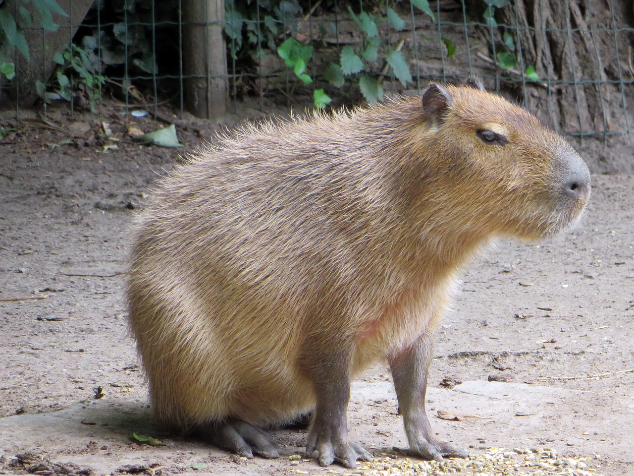 Capybara