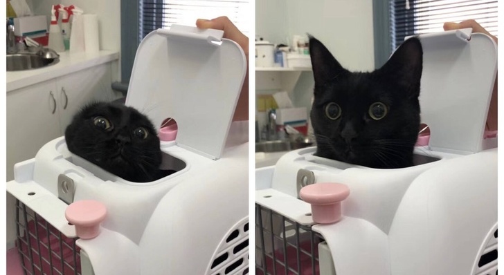 Asteptand cu nerabdare vizita la medicul veterinar