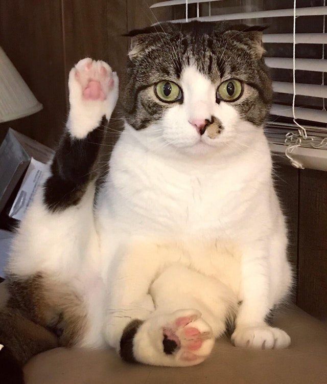 Cer permisiunea sa "vorbesc"