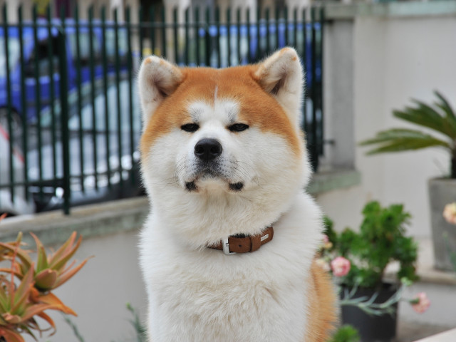 Akita Inu