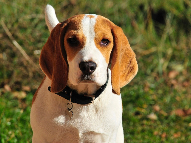 Beagle