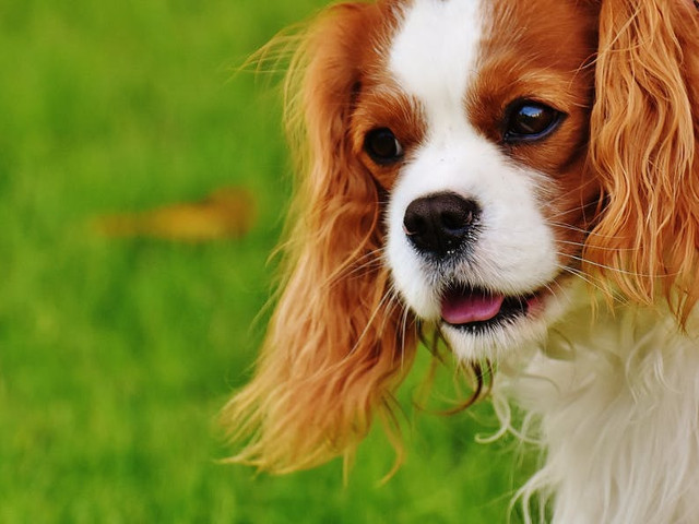 Toy Spaniel