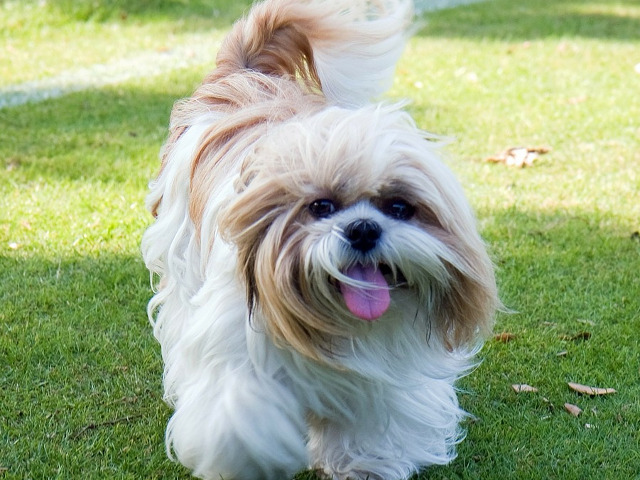 Shih Tzu