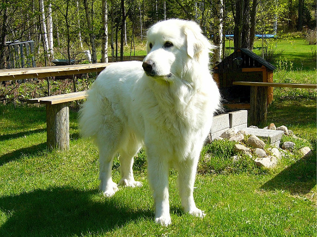 Ciobanesc de Pirinei