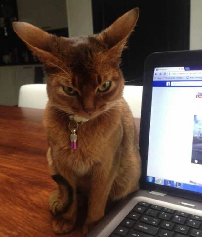 Animale care ar putea interpreta rolul negativ in filme