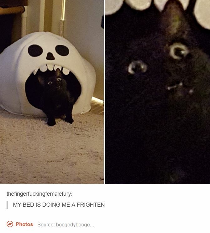 Animale care ar putea interpreta rolul negativ in filme