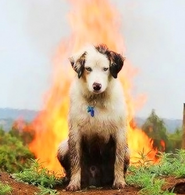 Animale care ar putea interpreta rolul negativ in filme