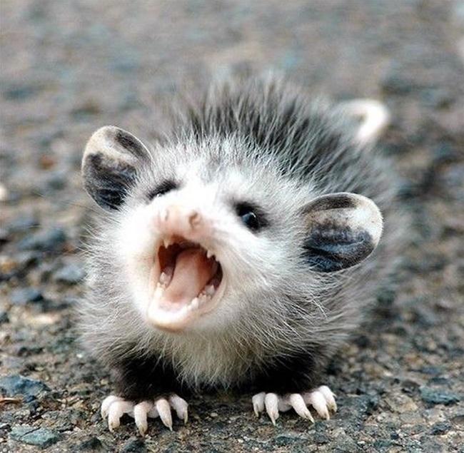 Animale care ar putea interpreta rolul negativ in filme