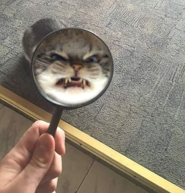 Animale care ar putea interpreta rolul negativ in filme