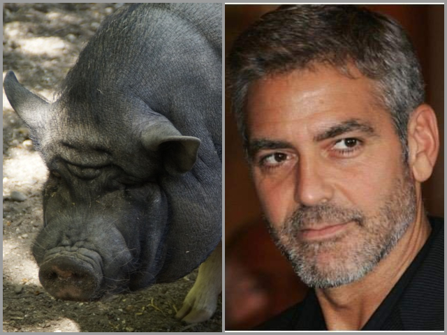 George Clooney – porc vietnamez