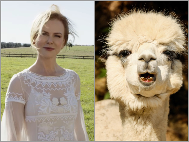 Nicole Kidman – alpaca