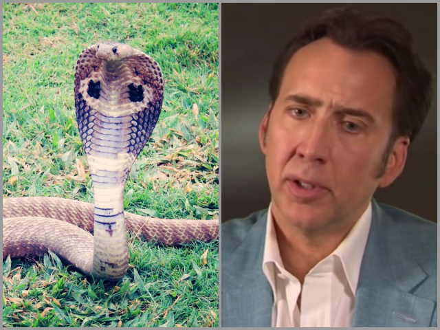 Nicolas Cage – cobra si caracatita