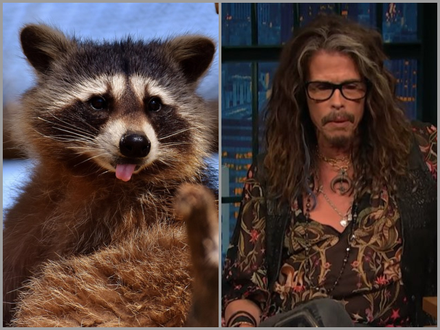 Steven Tyler – raton