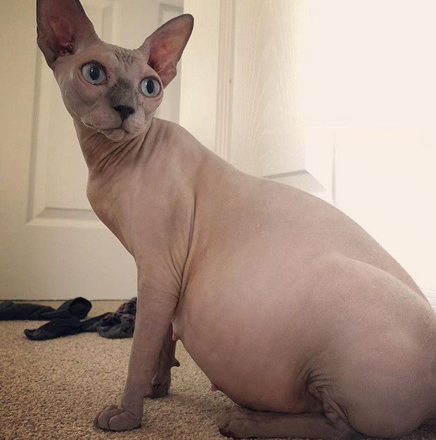 Pisica Sfinx - perioada de gestatie este cuprinsa intre 60 si 69 de zile