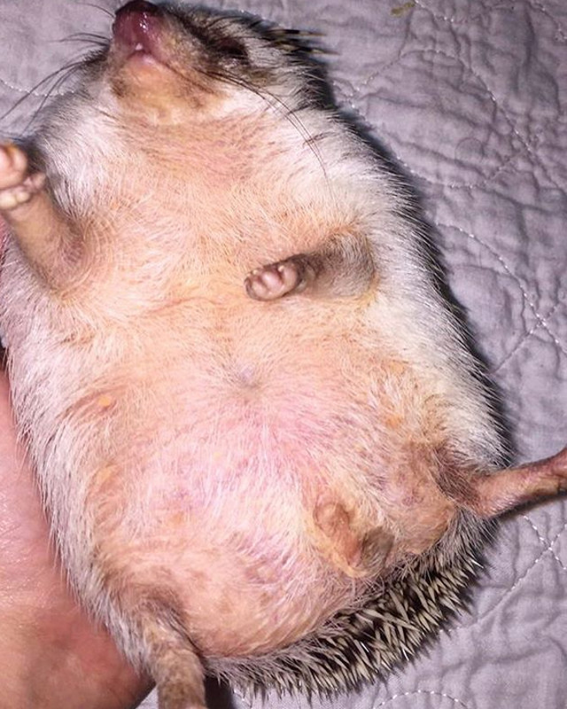 Arici - perioada de gestatie 40 de zile