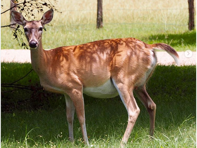 Caprioara - perioada gestatie 290 de zile