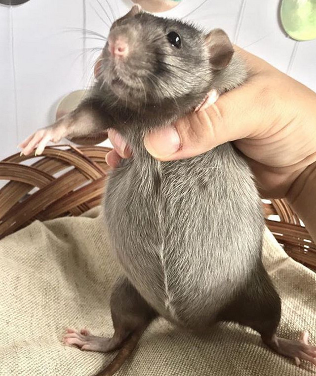 Soarece - perioada gestatie circa 20 de zile (naste intre 4 si opt pui)