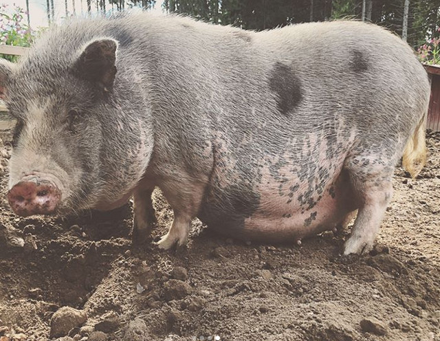 Scroafa - perioada gestatie circa 115 zile