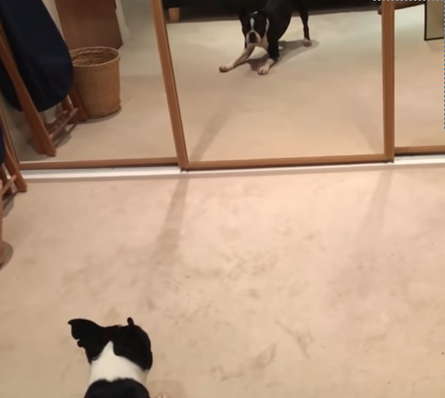 Caini versus oglinzi