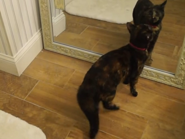 Alte pisici, descoperindu-se in oglinda